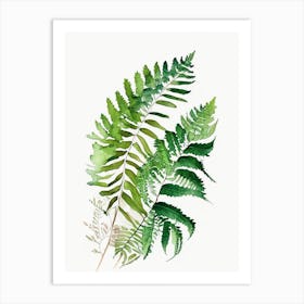 Japanese Climbing Fern Watercolour Art Print