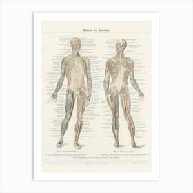 Anatomy Of The Human Body Art Print