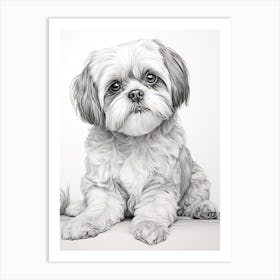 Shiba Tzu Dog, Line Drawing 2 Art Print