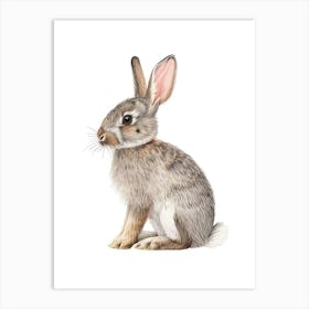 American Sable Rabbit Kids Illustration 3 Art Print