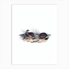 Vintage Sombre Partridge Bird Illustration on Pure White n.0312 Art Print