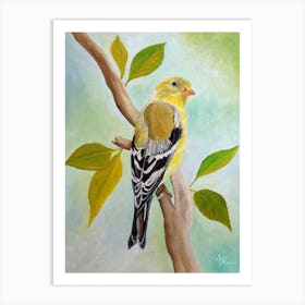 Pretty American Goldfinch Art Print