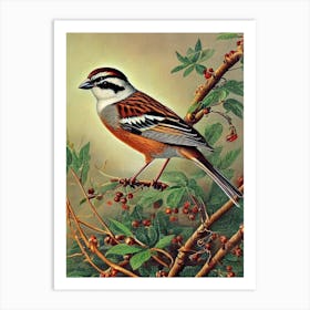 Sparrow Haeckel Style Vintage Illustration Bird Art Print