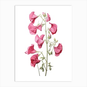 Sweet Peas Flower Vintage Botanical 3 Art Print