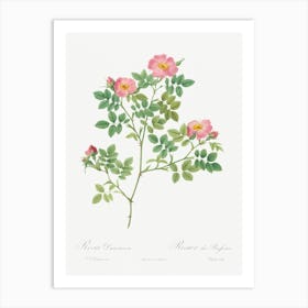 Corymb Rose, Pierre Joseph Redoute Art Print