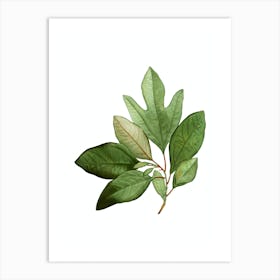 Vintage Bay Laurel Branch Botanical Illustration on Pure White n.0652 Art Print