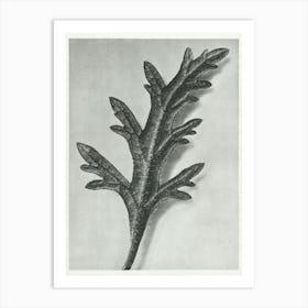 Rose Mock Vervai (1928), Karl Blossfeldt Art Print