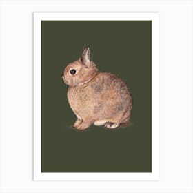 Netherland Dwarf Art Print