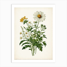 Vintage Botanical Galleria Style Wildflower Painting 45 Art Print