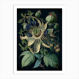 Passion Flower Herb Vintage Botanical Art Print