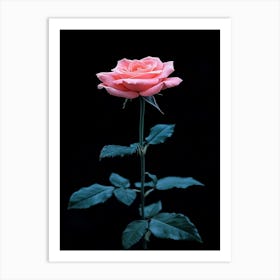 Pink Rose 56 Art Print