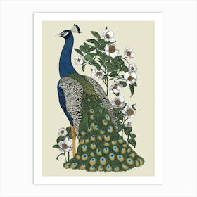 Peacock Art Print