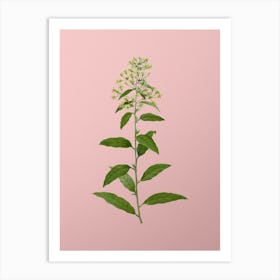 Vintage Green Cestrum Botanical on Soft Pink Art Print
