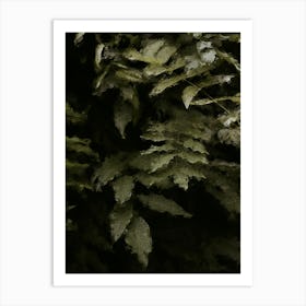 Ferns Oil Painting Art Print