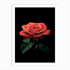 Red Rose 29 Art Print