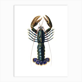 Lobster 1 Art Print