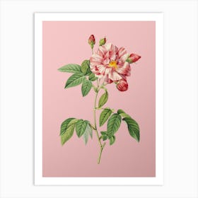 Vintage French Rosebush with Variegated Flowers Botanical on Soft Pink n.0220 Art Print