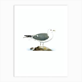 Vintage Common Gull Bird Illustration on Pure White Art Print