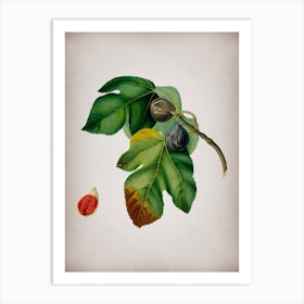 Vintage Fig Botanical on Parchment n.0095 Art Print