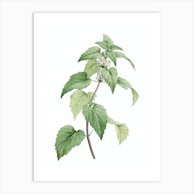 Vintage White Dead Nettle Plant Botanical Illustration on Pure White n.0940 Art Print