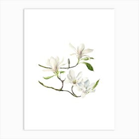 Magnolia Blossoms Art Print