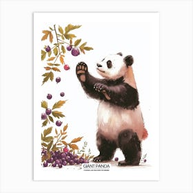 Giant Panda Picking Berries Poster 1 Art Print