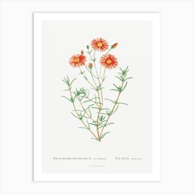 Mesembryanthemum Coccineum, Pierre Joseph Redoute Art Print