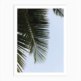 Green Palm Leaves On Blue Sky Art Print