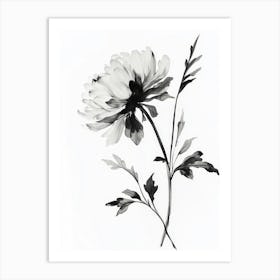 Ink Illustration Of Flower Blooming Chrysanthemum Art Print