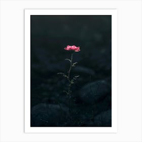 Dark Rose 174 Art Print