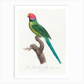 The Rose Ringed Parakeet From Natural History Of Parrots, Francois Levaillant Art Print