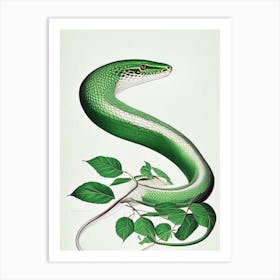Smooth Green Snake Vintage Art Print