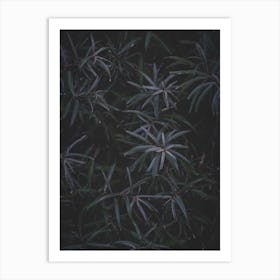 Dark Leaves 1 Art Print