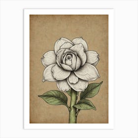 Rose! 3 Art Print