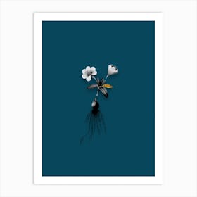 Vintage Cape Tulip Black and White Gold Leaf Floral Art on Teal Blue n.0380 Art Print