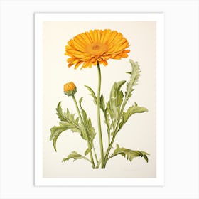 Calendula Pot Marigold Vintage Botanical Herbs 3 Art Print