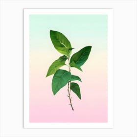 Leaf On A Pastel Background Art Print