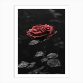 Dark Rose 154 Art Print