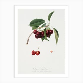 Cherry (Cerasus Visciola) From Pomona Italiana (1817 - 1839), Giorgio Gallesio Art Print