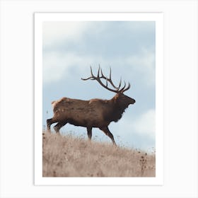 High Prairie Elk Art Print