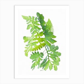 Maidenhair Fern Wildflower Watercolour 2 Art Print