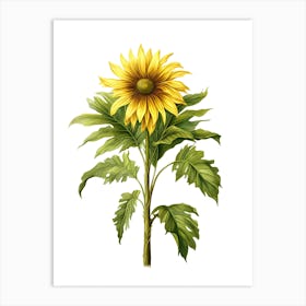 Sunflower Isolated On White Art Print
