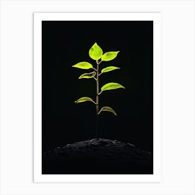 Tree In The Dark 45 Art Print