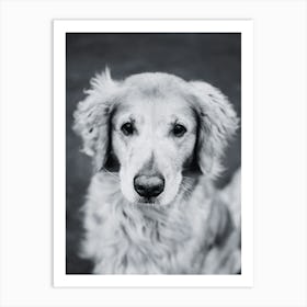 Portrait Of A Dog Art Print