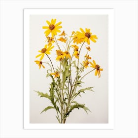 Pressed Wildflower Botanical Art Golden Ragwort 1 Art Print