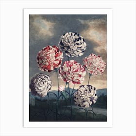 Vintage Thornton 6 Carnations Art Print