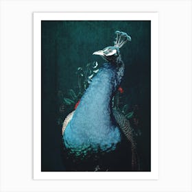 Peacock Vintage Art Print