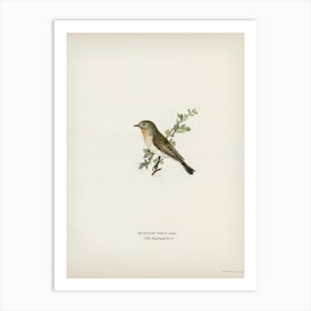 Red Breasted Flycatcher, The Von Wright Brothers Art Print