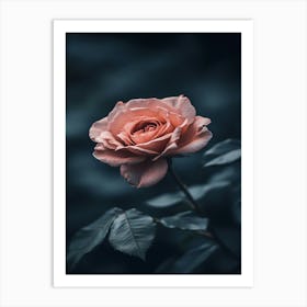 Pink Rose 78 Art Print