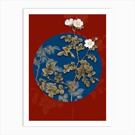 Vintage Botanical White Sweetbriar Rose on Circle Blue on Red n.0008 Art Print